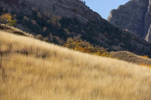 Yellow grass in the foreground Stock Photos