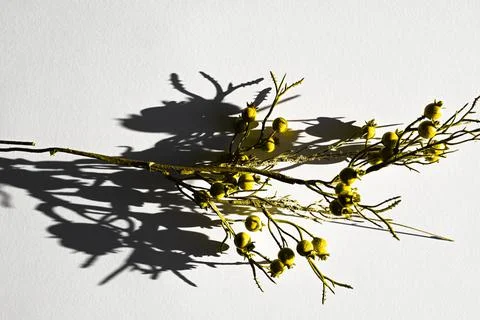 Yellow grass on a gray background. presentation of fashion colors 2021 Fotos Stock