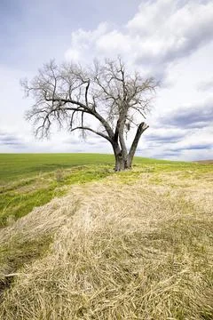 Yellow grass leads up to a lone tree in field. Stock Photos