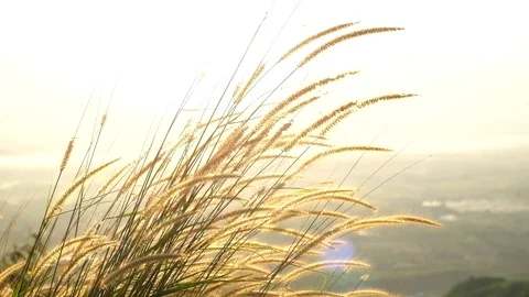 Yellow grass on mountain sunset with windy stream Stock Footage 90237292