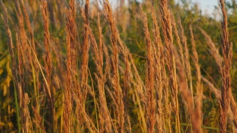 Yellow grass moving in the wind. SloMo slider shot Stock Footage 91876706