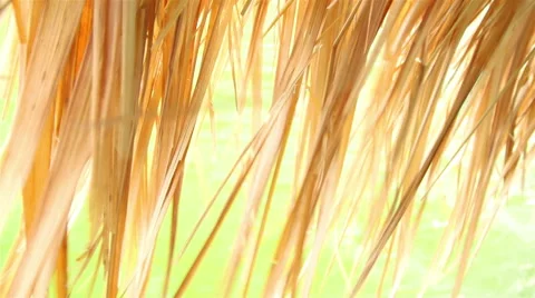 Yellow grass with natural wind Video stock 48876868