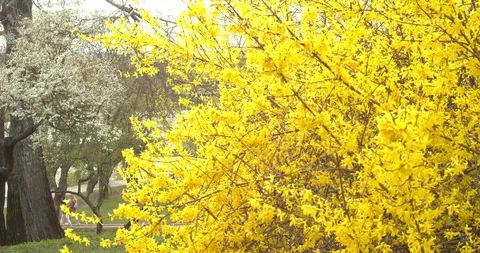 Yellow grass in the park Видео 130098456