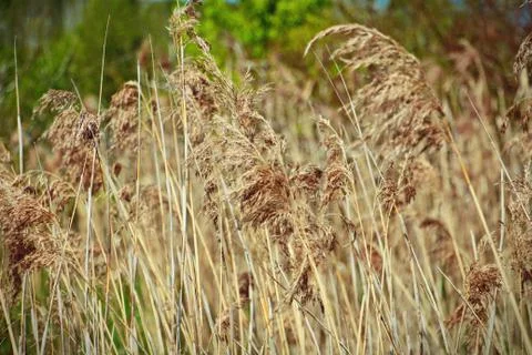 Yellow grass Stock Photos