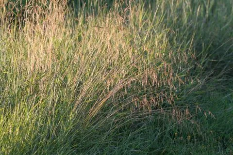 Yellow grass Stock Photos