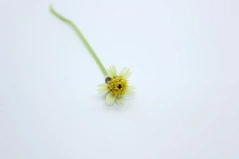 Yellow grass Foto stock