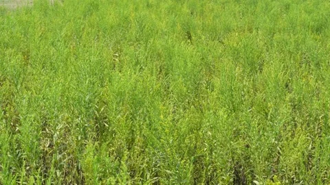 Yellow Grass Plants Video stock 335209482