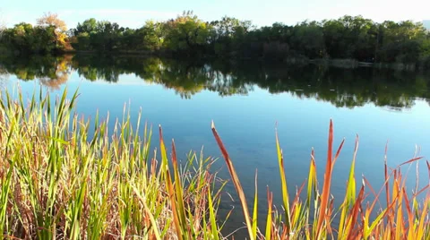 Yellow grass pond Stock-Footage 34814255