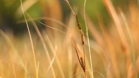 Yellow grass sharpened Stock Footage 101988895