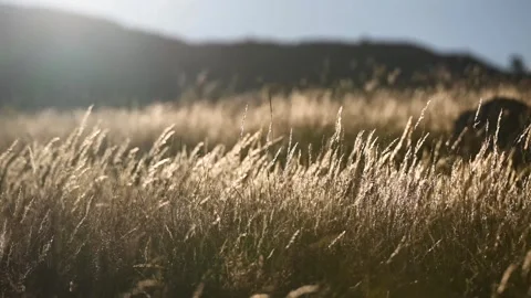 The yellow grass is shining on sunlight. Dry straws of grass in the wind Stock Footage 314210460