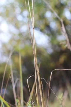 Yellow grass stalk Stock Photos