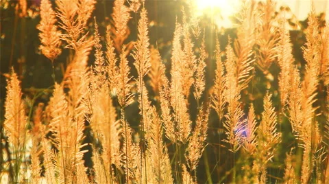 Yellow grass with the sun in the evening. Stock Footage 52553239