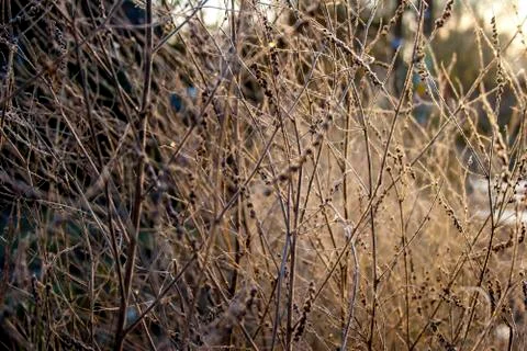 Yellow grass in the sun Stock Photos