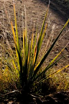 Yellow grass in the sun Stock Photos