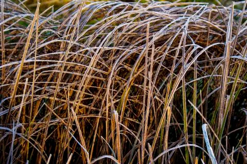 Yellow grass in the sun Stock Photos