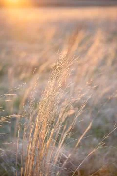 Yellow grass at sunset Stock Photos