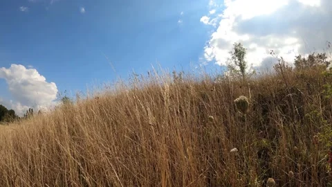 Yellow grass swaying on the wind during summer day Stock-Footage 137531622