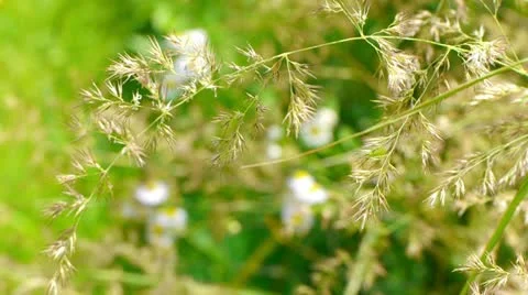 Yellow grass swaying in the wind. Stockbeeldmateriaal 11532546