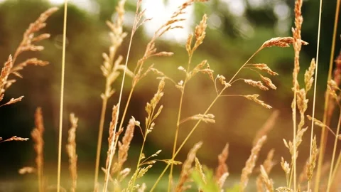 Yellow grass swaying on the wind. Stock Footage 132762962