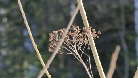 Yellow grass swaying on the wind. Stock Footage 152158265