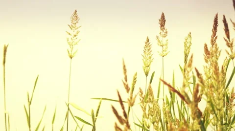Yellow grass swaying in the wind, sunset background:4k Stock Footage 50409985