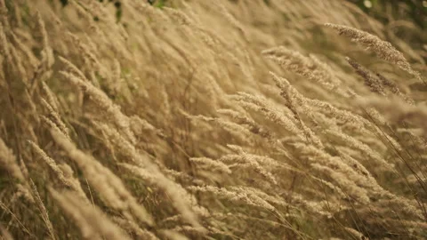 Yellow grass sways in the wind. Wild grass field Stock Footage 248950279
