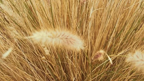 Yellow grass, vertical panorama Stock Footage 71466114