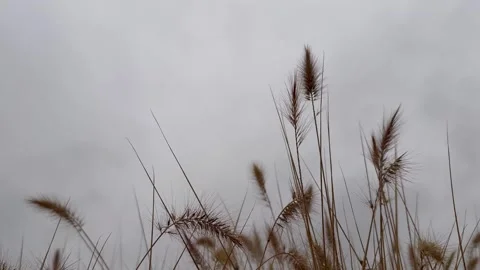 Yellow grass video Stock Footage 294188834