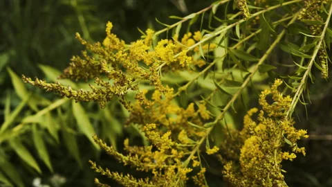 Yellow grass. Wild flowers. Stock Footage 258573399
