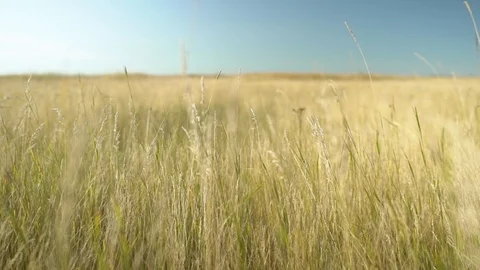 Yellow grass in the wind Stock Footage 100893469
