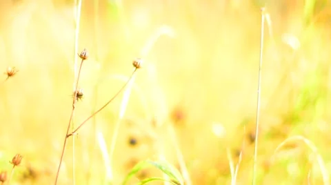 Yellow grass in the wind. Shallow Depth of field. Stock Footage 53865410