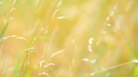 Yellow grass in the wind. Shalow Depth of field. Stock Footage 53746288