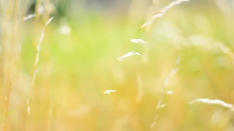 Yellow grass in the wind. Shalow Depth of field. Stock Footage 53746290