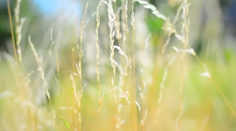 Yellow grass in the wind. Shalow Depth of field. Stock Footage 53746461