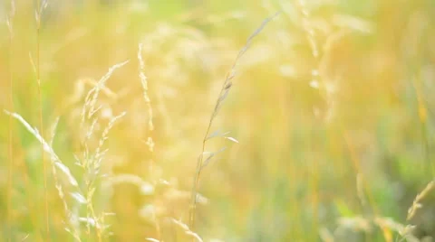Yellow grass in the wind. Shalow Depth of field. Stock Footage 53746473