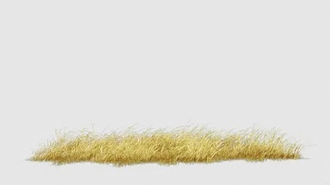 Yellow Grass Wind Slow Stock Footage 235650228