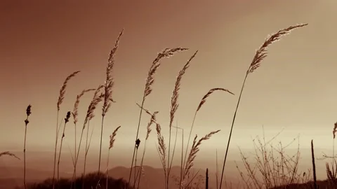 Yellow grass wind slow motion abstract silhouette Stock Footage 165583264