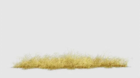 Yellow Grass Wind Strong Stock Footage 235650255