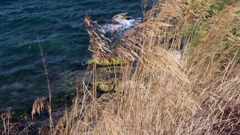 Yellow grass on the windy beach Stock Footage 321006359