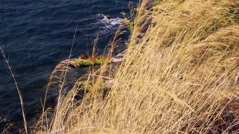 Yellow grass on the windy beach Stock Footage 321008085