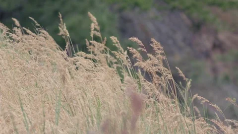 Yellow grasses flowing in the wind in slow motion with cliff in the background Stock Footage 93628026
