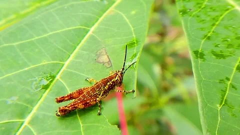 Yellow Grasshopper Stock Footage 313659613