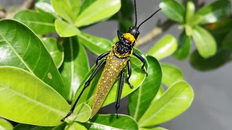 Yellow Grasshopper on Leaf Close Up 4K Video stock 317555587