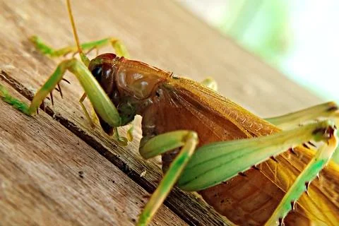 Yellow grasshopper with macro view Stock Photos