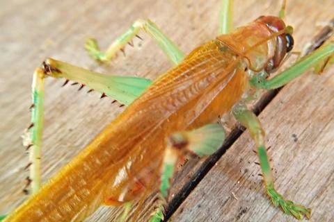 Yellow grasshopper with macro view Stock Photos