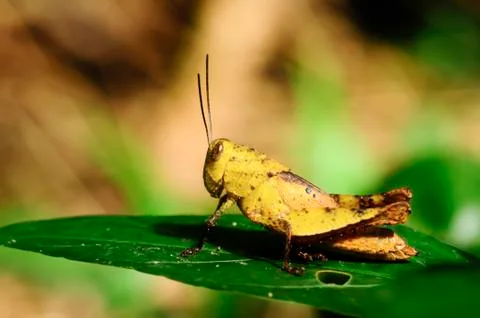 Yellow grasshopper Stock Photos