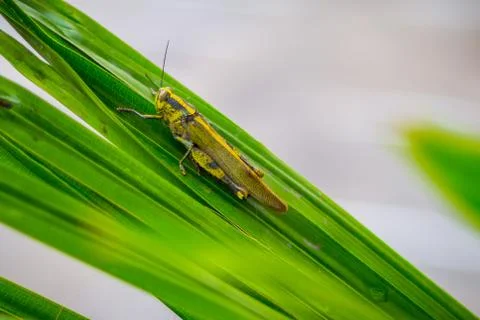 Yellow Grasshopper Stock Photos
