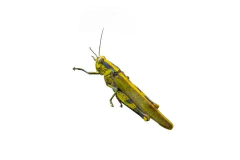 Yellow Grasshopper Stock Photos