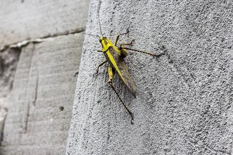 Yellow grasshopper Stock Photos