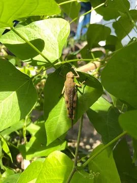 Yellow Grasshopper Resting on Green Leaf in Sunlight Stock Photos